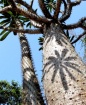 Pachypodium lamer...