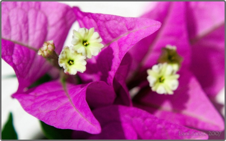 Itty-Biity Bougainvillea Floures