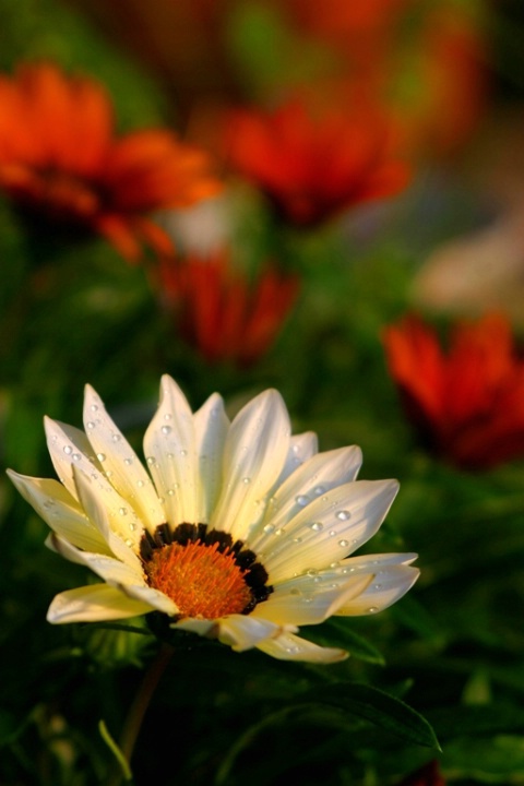 Gazania Flowers