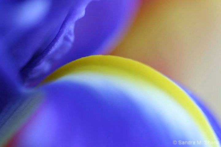 Iris Abstract - ID: 3779302 © Sandra M. Shenk