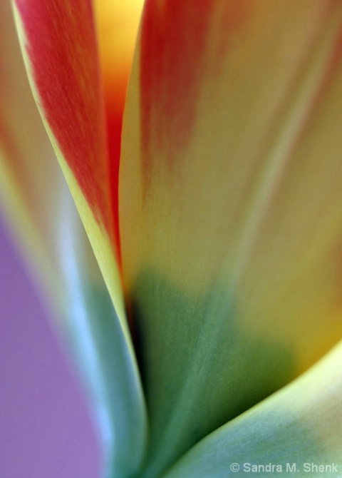 Tulip Abstract - ID: 3779314 © Sandra M. Shenk
