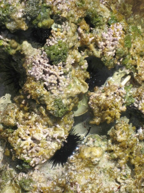 Small Black Sea Urchins - ID: 3779428 © Sharon E. Lowe