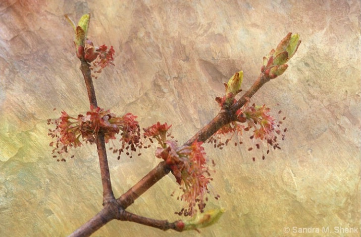 Maple Bud and Rock