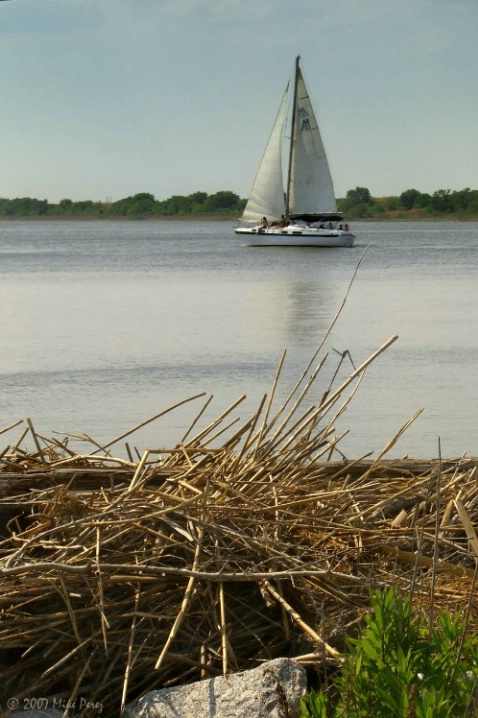 Sailing the Savannah - ID: 3782411 © Mike D. Perez
