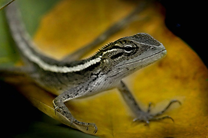 Salamander Posing