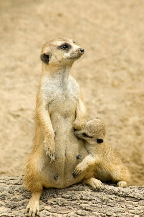Meerkat Mom