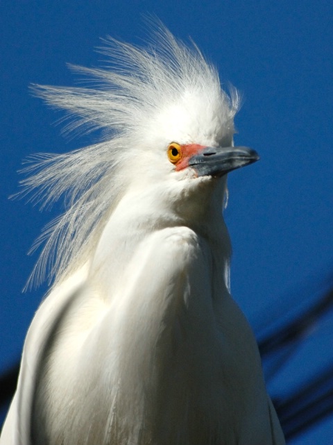 Bad Hair Day