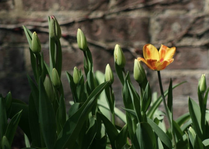 First to Bloom