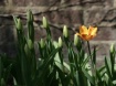 First to Bloom