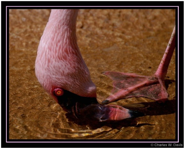 Lesser Flamingo