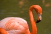 Flaming Flamingo