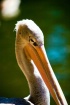 Pelican Profile 2