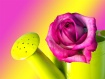 Watering Can Rose