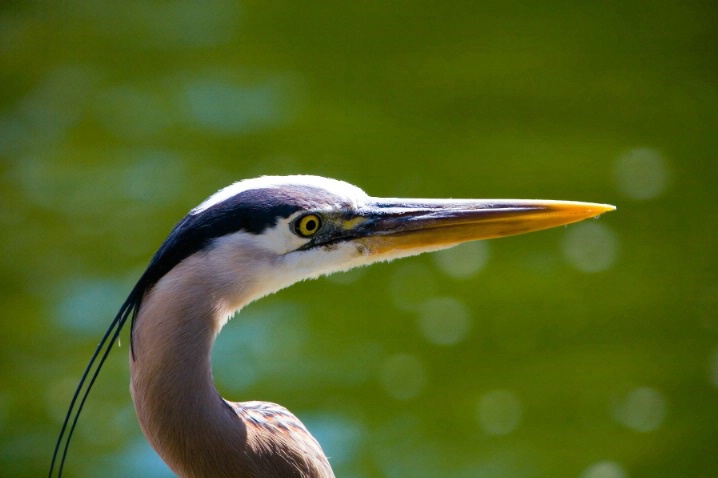 Pointy Profile