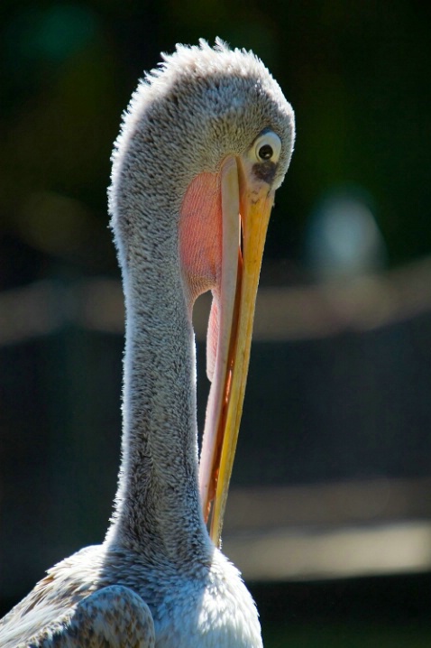 Pelican Profile 1