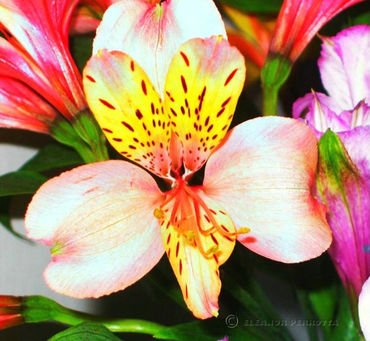 ALSTROEMERIA II