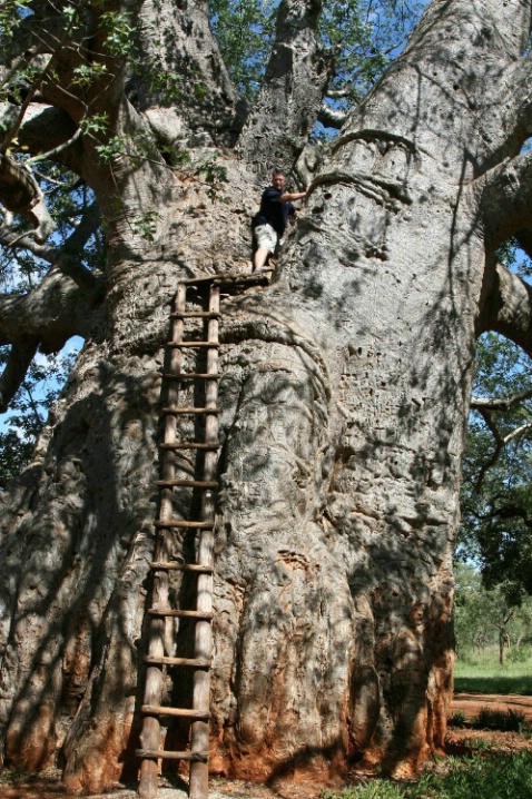Giant Baobab Palaborwa 2700 yrs old