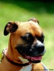 Boxer Boy