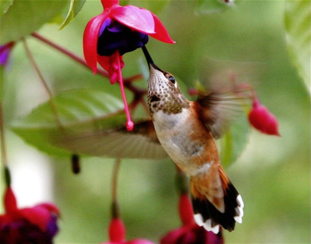 Debbie's Hummingbird