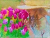 Tulips and Wide B...
