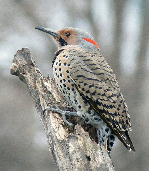 NORTHERN FLICKER