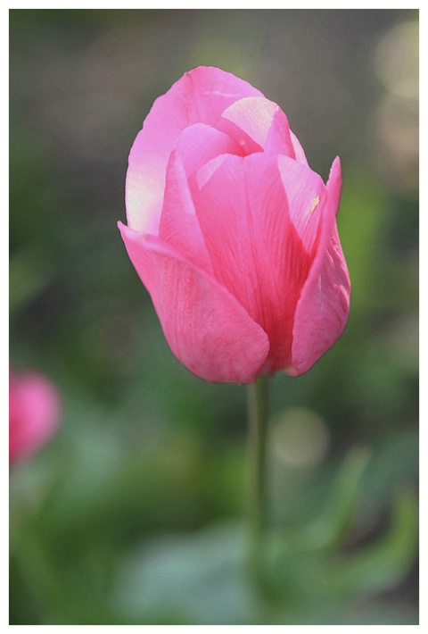Tulip in my Garden