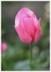 Tulip in my Garde...