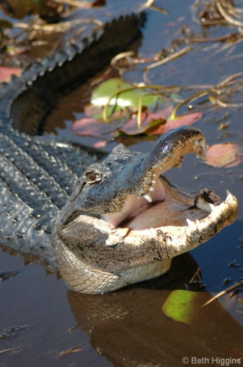 Florida Gator WL 280 - ID: 3789465 © Beth E. Higgins