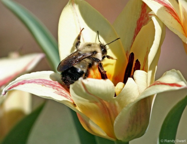 Pollen Busy Bumble
