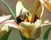 Pollen Busy Bumbl...