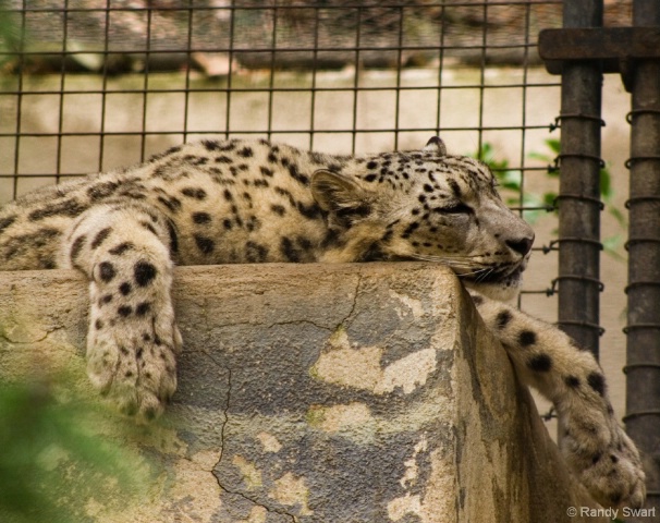 Leopard, San Diego Zoo