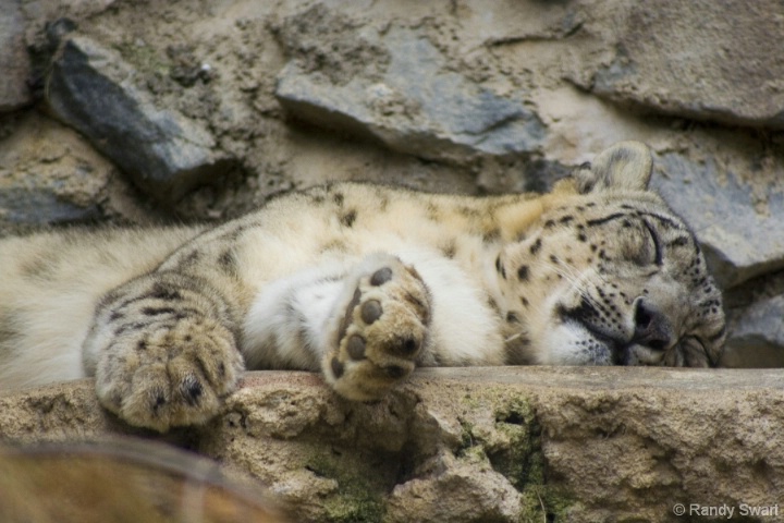 Leopard,  San Diego Zoo