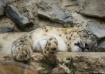 Leopard,  San Die...