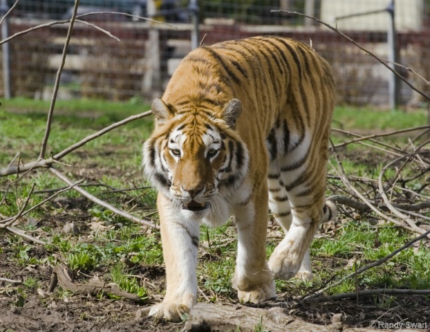 Siberian Tiger - Utica Zoo, Utica NY