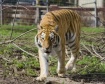Siberian Tiger - ...