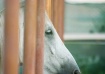 Arabian Beauty