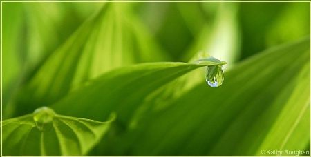 Hosta Macro