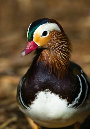 Mandarin Duck 