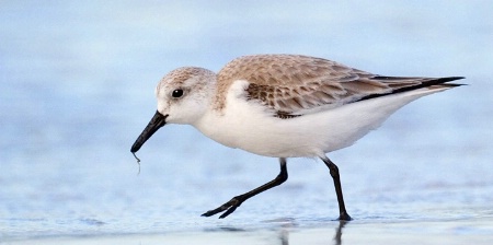 "Sanderling With Worm"