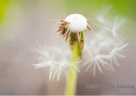 Blowin' in the Wind