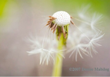 Blowin' in the Wind