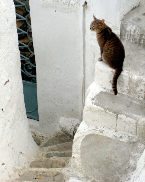 Cat's Lookout