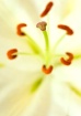 LA Lily