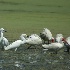 © Earl Hilchey PhotoID# 3798753: The birds on Goose Pond