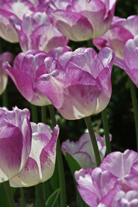 Tulip Series 2007