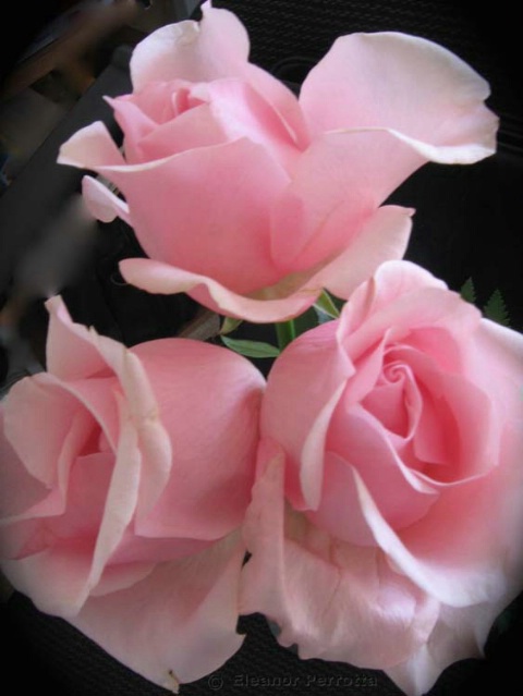 PINK ROSES