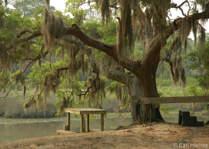 Under the live oak - ID: 3799255 © Earl Hilchey