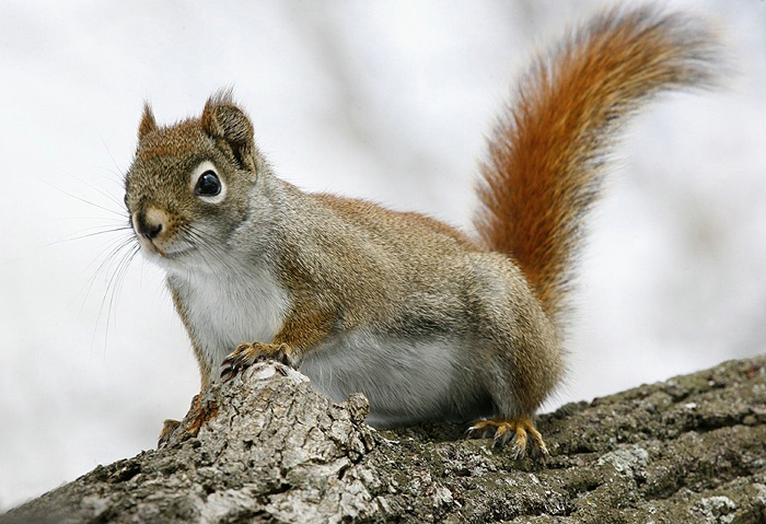 Red squirrel on a limb