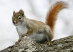 Red squirrel on a...
