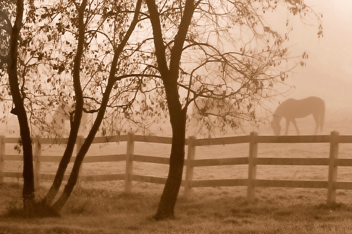 Horse Farm in the Morning